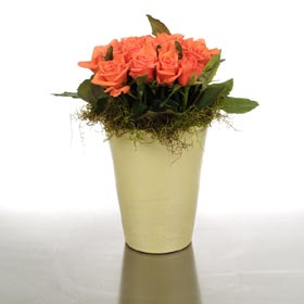 Potted Rose Stack